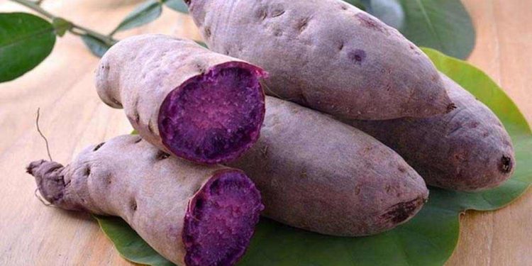 Khoai lang tím bùi, nhiều tinh bột và vị ngọt nhẹ dễ ăn
