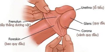 Bao quy đầu là bộ phận như thế nào trên cơ thể nam giới