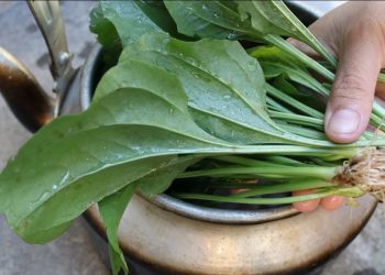 Uống lá mã đề có thể làm giảm bệnh