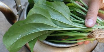 Uống lá mã đề có thể làm giảm bệnh