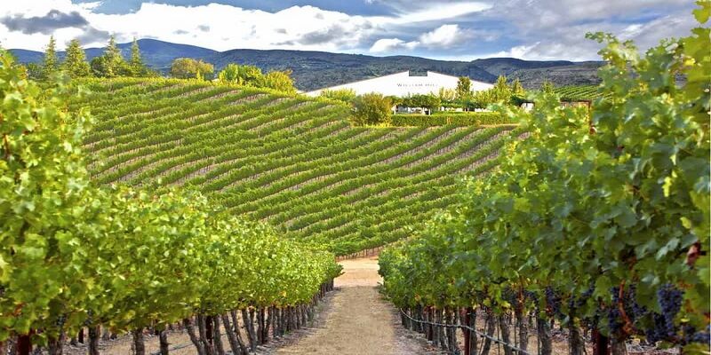 Cánh đồng nho rộng lớn vùng Bordeaux – Pháp